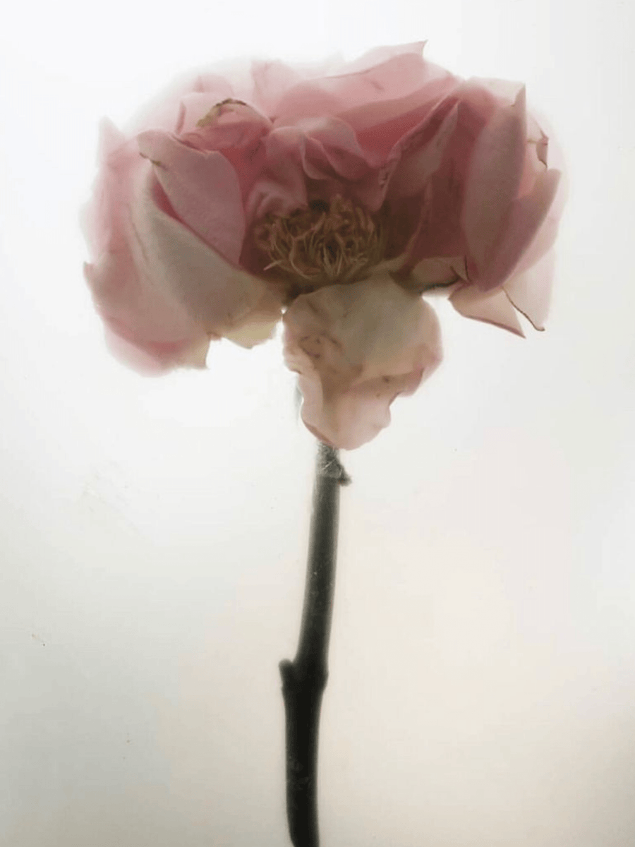 ROSE SUPER-ANTIOXIDANT SERUM step 1